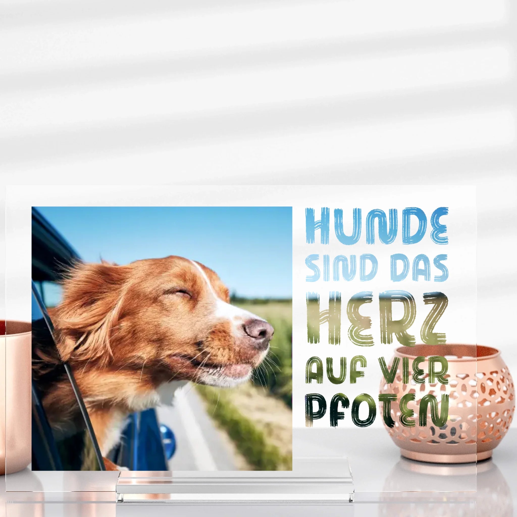 L'amour des chiens