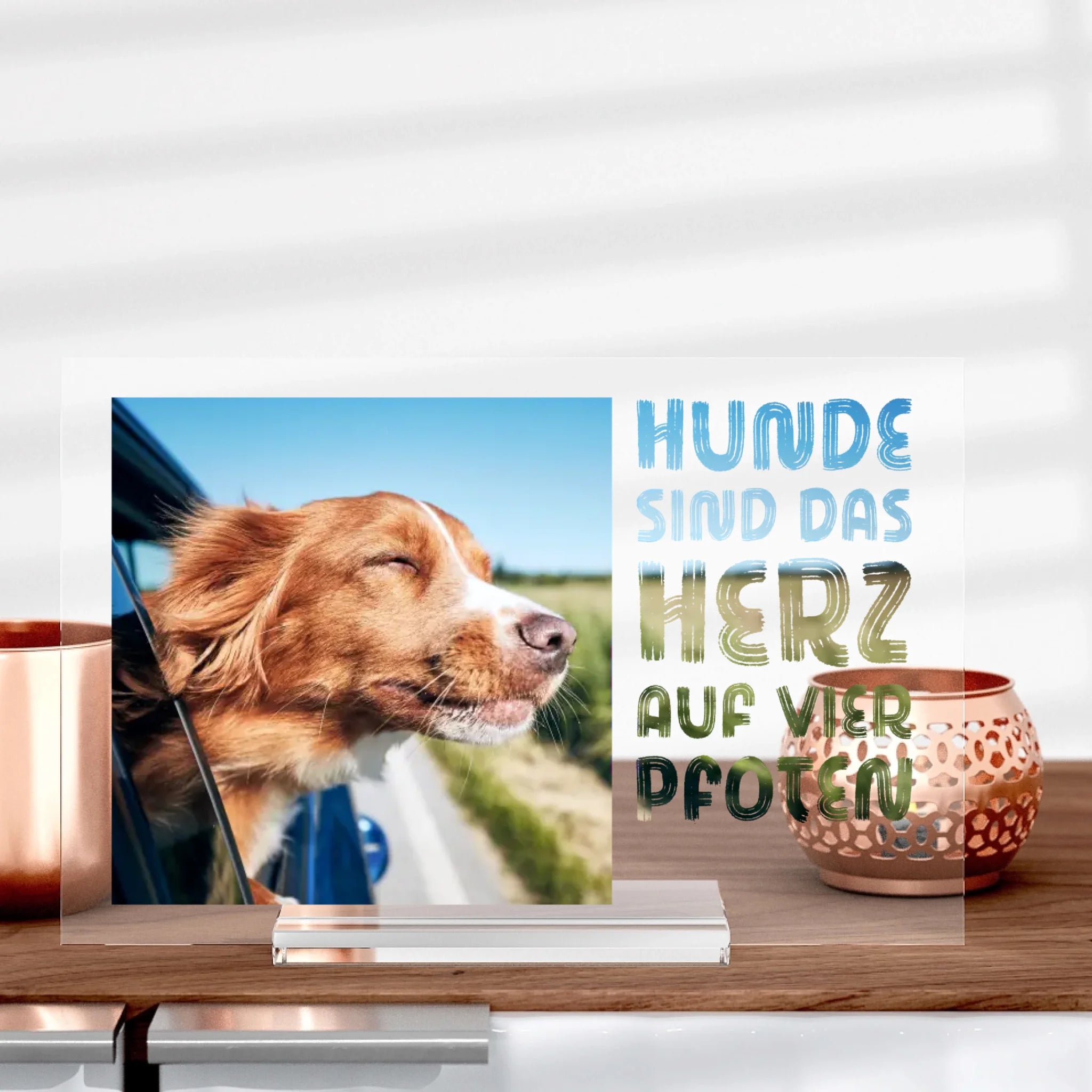 L'amour des chiens