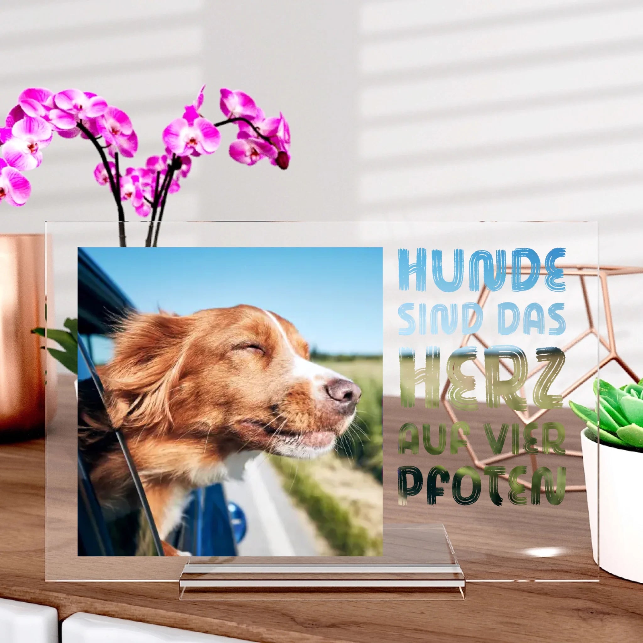 L'amour des chiens