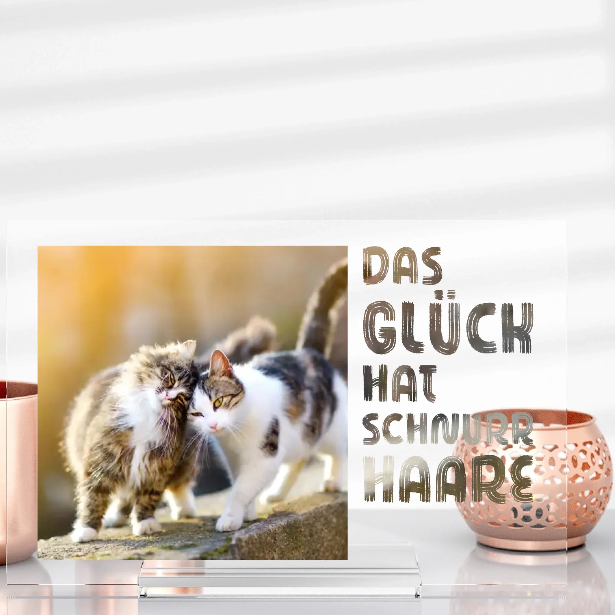 L'amour des chats